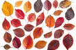 © Adobe Contributor - Colorful autumn leaves isolated on white background