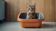 Cute cat in the litter box privies