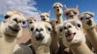 A group of alpacas taking a selfie