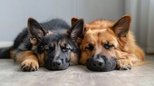   A Few Dogs Lie Beside Each Other On A Solid Wooden Floor Near A Window