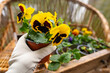 Farmer holding young plants Seedlings pansies and forget-me-nots, Spring planting, depicting gardening care, box of marigold and pansy seedlings, depicting gardening care