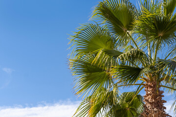 close-up dense leaves tropical leaf african sabal fan palm tree swaying in wind, summer background, 