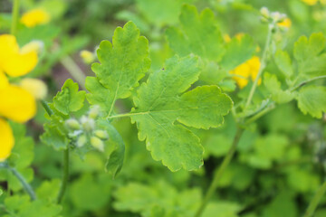 Wall Mural -  yellow celandine flower and fresh celandine leaves, natural background