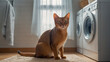 Cute cat washing machine laundry