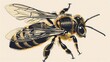 Craft a vintage aesthetic with a vector engraving illustration of a honey bee on a clean white background