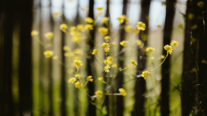 Wall Mural - flowers in the garden