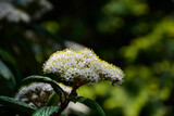 Fototapeta Lawenda - biały kwiat Kalina sztywnolistna, kwitnąca kalina, blooming viburnum, Viburnum rhytidophyllum, leatherleaf viburnum	