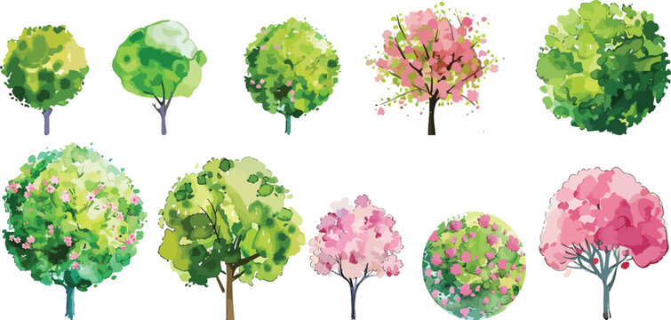 Watercolor of  pink and green blooming tree top view isolated on white background for landscape plan and architecture drawing. Elements for garden , botanical plan. Vector watercolor of tree top view