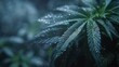 Close Up of Marijuana Plant With Blurry Lights Background