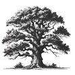 monochrome illustration of the oak tree on a white background
