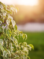 Wall Mural - Green leaf in focus, park footpath out of focus in the background and sun flare. Vertical image. Light and airy mood. Summer time. Nature theme.