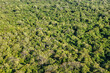 Aerial view of tropical forest