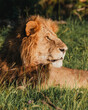 Majestic lion basking in Ol Pejeta, Kenya's sunlight