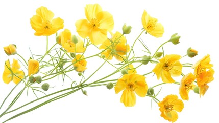 Wall Mural - Fresh yellow flowers in glass water Isolated on white background
