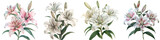 Lilies Flowers Hyperrealistic Highly Detailed Isolated On Transparent Background Png File