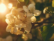Tranquil Spring Symphony: Blossoms, Breeze, and Birdsong