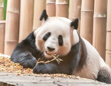 Laid-back Panda Reclining Against A Bamboo Backdrop, As It Dines On An Endless Supply Of Its Favorite Snack