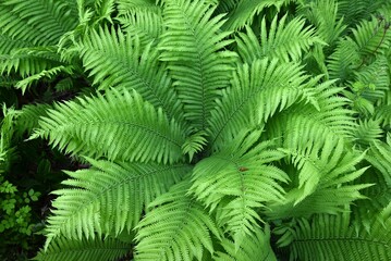 Poster - Ostrich fern ( Matteuccia struthiopteris ) leaves. Onocleaceae perennial fern.The young shoots are a wild vegetable.