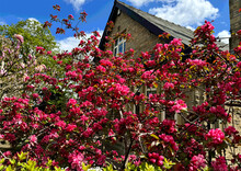 Deep Pink Flowers, Trees, And Green Bushes Flourish Near A Victorian Stone House In The Picturesque Village Of Sutton-in-Craven, Yorkshire, UK.