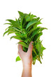 Stevia rebaudiana. Stevia green fresh branches in hand isolated on white background.Vegetable sweetener.Stevia plant.Alternative Low Calorie Vegetable Sweetener.Sugar substitute. dietary sweetener. 