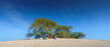 Panoramic view of the branches and foliage of the Tree of life, acacia located in the middle of the desert, without people, at daytime with blue sky, Manama, Bahrain