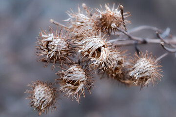 Wall Mural - Dry inflorescences of burdock on a blurred background.