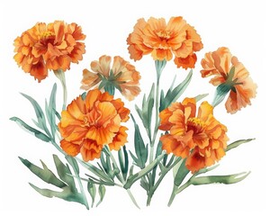 A lovely watercolor painting of marigolds, their bright orange blossoms engaging and cheerful, minimal watercolor style illustration isolated on white background