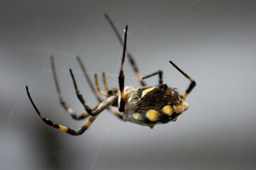 spider on the web