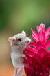 Mongolian gerbil playing on red flower, pet gerbil