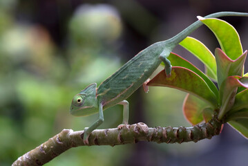 Wall Mural - Baby veiled chameleon on a tree branch