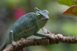 Baby veiled chameleon on a tree branch