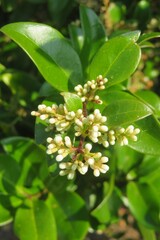 Wall Mural - Ligustrum vulgare flowers blooming on a bush in Florida nature