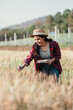 © Satori Studio - Woman farmer carefully examines the ears of wheat while holding a notebook in a field at sunset.