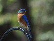 beautiful male eastern bluebird (Sialia sialis) perched on pole