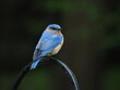 beautiful male eastern bluebird (Sialia sialis) perched on pole
