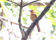 The cinnamon attila (Attila cinnamomeus) is a species of bird in the family Tyrannidae, the tyrant flycatchers. This photo was taken in Colombia.