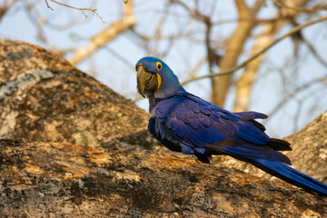 Wall Mural - blue and gold macaw