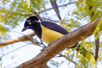 Plush-crested Jay