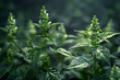 Captivating Closeup of Rare Medicinal Herbs with Mystical Properties on Isolated Backdrop