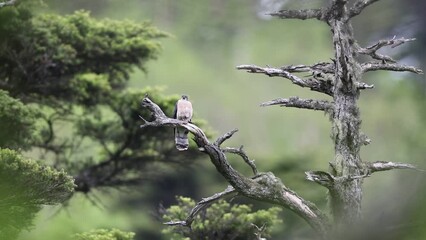 Wall Mural - The northern hawk-cuckoo, rufous hawk-cuckoo, or Horsfield's hawk-cuckoo (Hierococcyx hyperythrus) in Japan