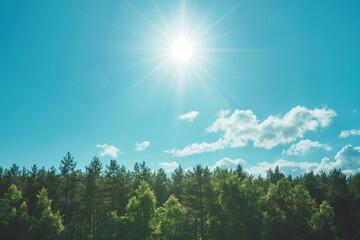 landscape view over forest with bright sun in a clear blue sky, tall green trees, photorealistic // 