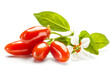 Red goji berries  with leaves isolated on a white background.