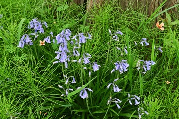 Sticker - English bluebell flowers. Asparagaceae perennial bulbous plants. Hanging tubular blue flowers bloom from April to May.