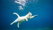 A Cat’s Dive: The White Feline Underwater