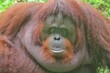 portrait of an orangutan with a bored face