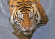 A Sumatran tiger is soaking in the water and looking at the camera with a bored face