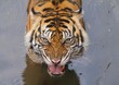 a Sumatran tiger soaks in the water and looks at the camera groaning