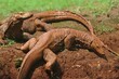 the salvator lizards roam the muddy ground