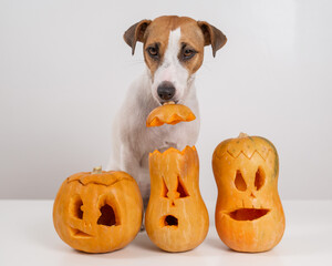 Wall Mural - Jack Russell Terrier dog holding a jack-o-lantern pumpkin hat on a white background.