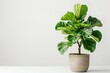 A lovely indoor fiddle leaf fig emerged in a ceramic planter depicting gigantic gleaming dark green fronds lovely plant to keep and space, Generative AI.